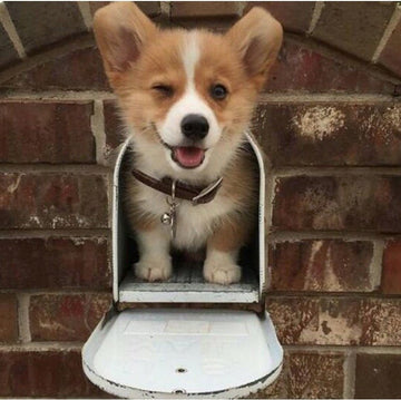 Makes Me Want to Wag My Tail.... - Puppies Make Me Happy