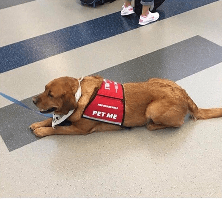 Finally! A Service Dog I Can Pet - Puppies Make Me Happy