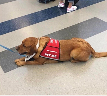 Finally! A Service Dog I Can Pet