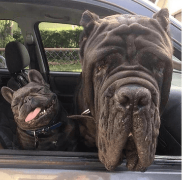 Old Soul and a Young Buck - Puppies Make Me Happy