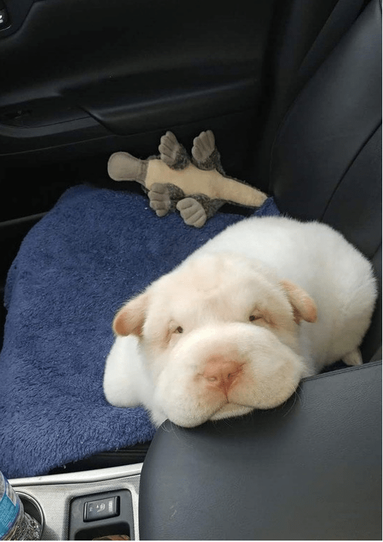 Hippo Or Pup? - Puppies Make Me Happy