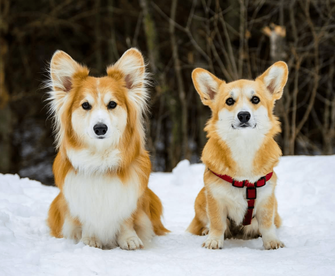 Same Same - Puppies Make Me Happy
