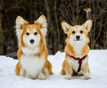 Same Same - Puppies Make Me Happy