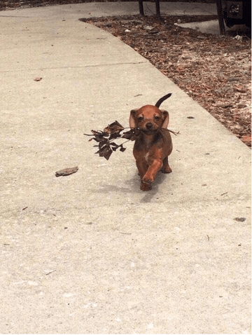 When You Got A Hot Date - Puppies Make Me Happy