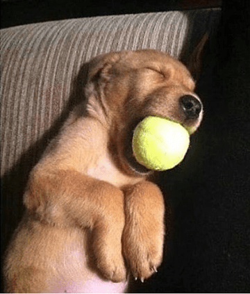 Little Sleeping Beauty - Puppies Make Me Happy