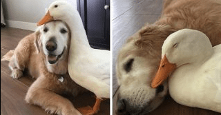 Other Non Traditional Friendships - Puppies Make Me Happy