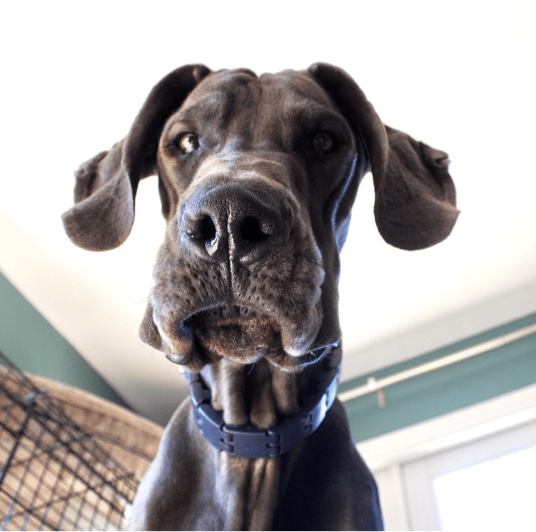 You Rang? - Puppies Make Me Happy