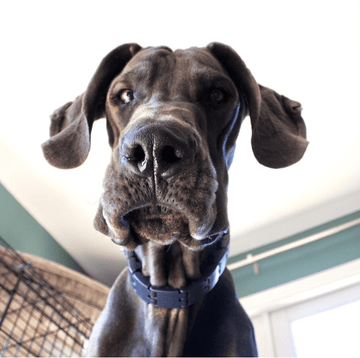 You Rang? - Puppies Make Me Happy