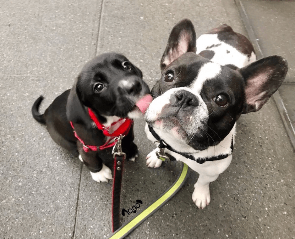 Kisses - Puppies Make Me Happy