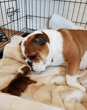 Creation: Puppy - Puppies Make Me Happy