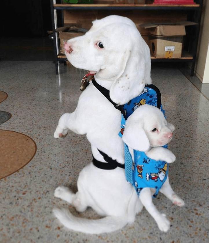 All Set No Where to Go! - Puppies Make Me Happy