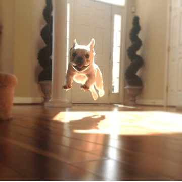 1/2 Way Through The Week, Folks - Puppies Make Me Happy