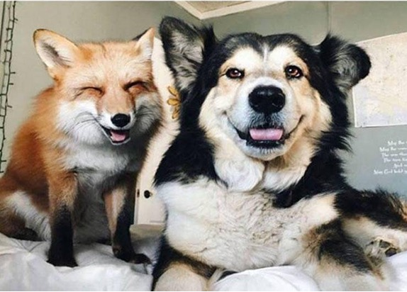 Fox and a Hound