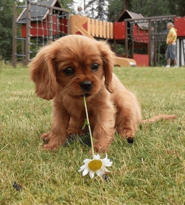 Flower Power - Puppies Make Me Happy