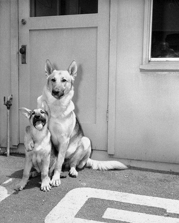 Family - Puppies Make Me Happy
