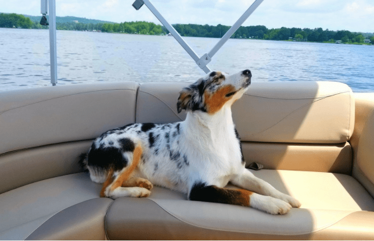 I'm On a Boat-2 - Puppies Make Me Happy