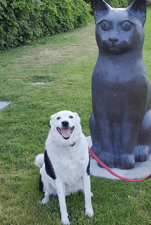 He Likes What He Likes - Puppies Make Me Happy