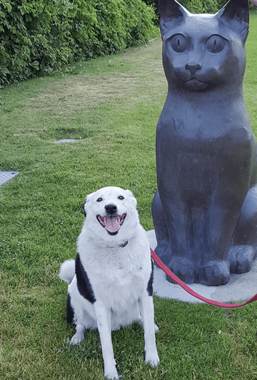 He Likes What He Likes - Puppies Make Me Happy