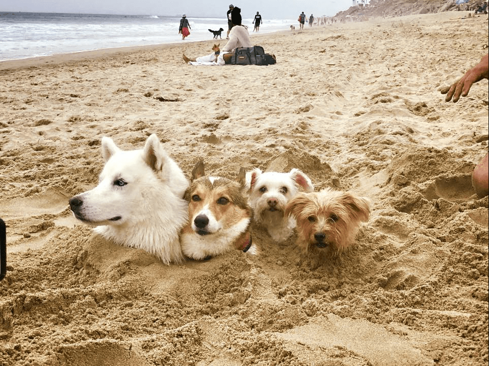 Mount Ruffmore - Puppies Make Me Happy