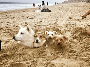 Mount Ruffmore - Puppies Make Me Happy