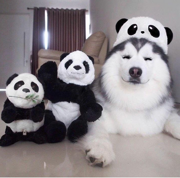 Panda, Panda...