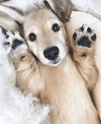 Raise The Woof - Puppies Make Me Happy