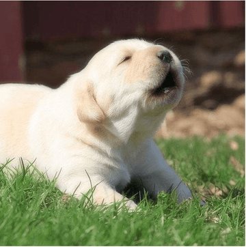 Awooooooo - Puppies Make Me Happy