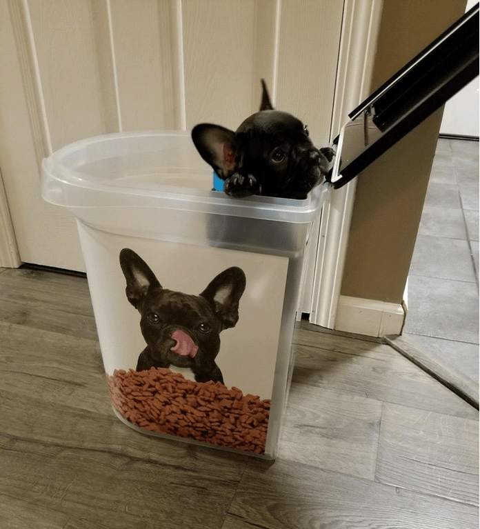 Same Same 1 - Puppies Make Me Happy
