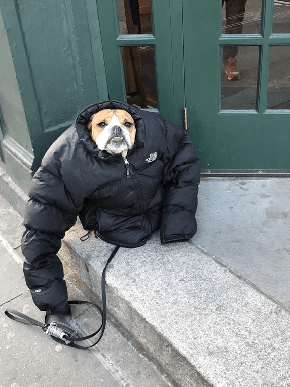 Stay Warm Out There, Everybody - Puppies Make Me Happy