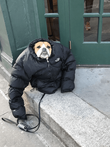 Stay Warm Out There, Everybody - Puppies Make Me Happy