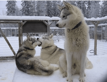 Siberian Kiss - Puppies Make Me Happy