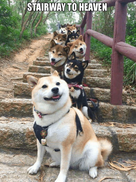 Stairway To Heaven - Puppies Make Me Happy