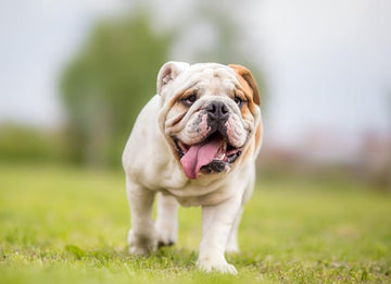 SoCal Bulldog Rescue: Champions for Bulldogs in Need - Puppies Make Me Happy