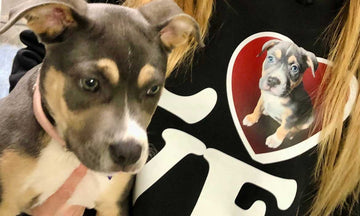 How Do You Design Custom Crop Hoodies With Your Dog's Face?