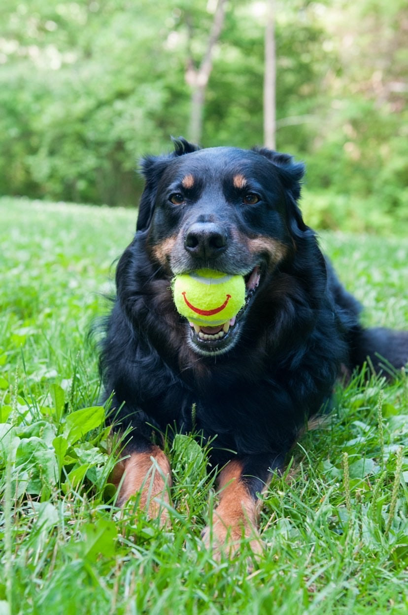 Happy Tennis Ball - Puppies Make Me Happy