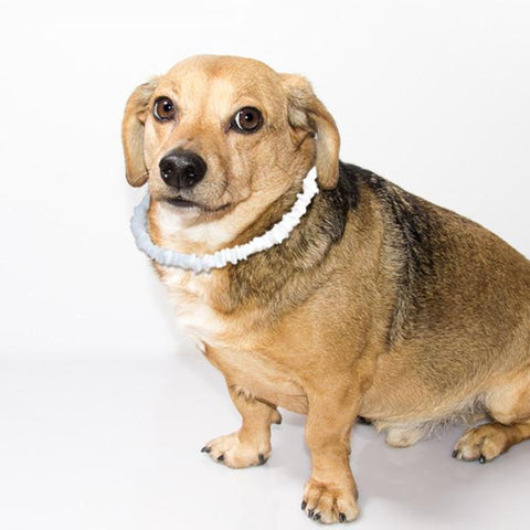 Puka Shell Dog Collar - Puppies Make Me Happy